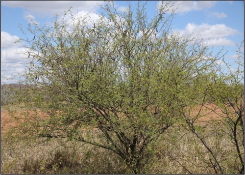  Typical shape of plant, similar to other prickle bush species 